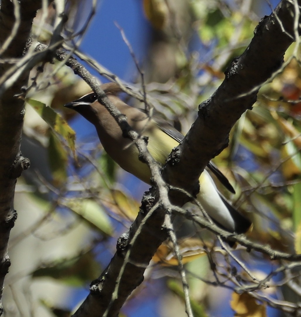 brkoslav americký - ML645129955