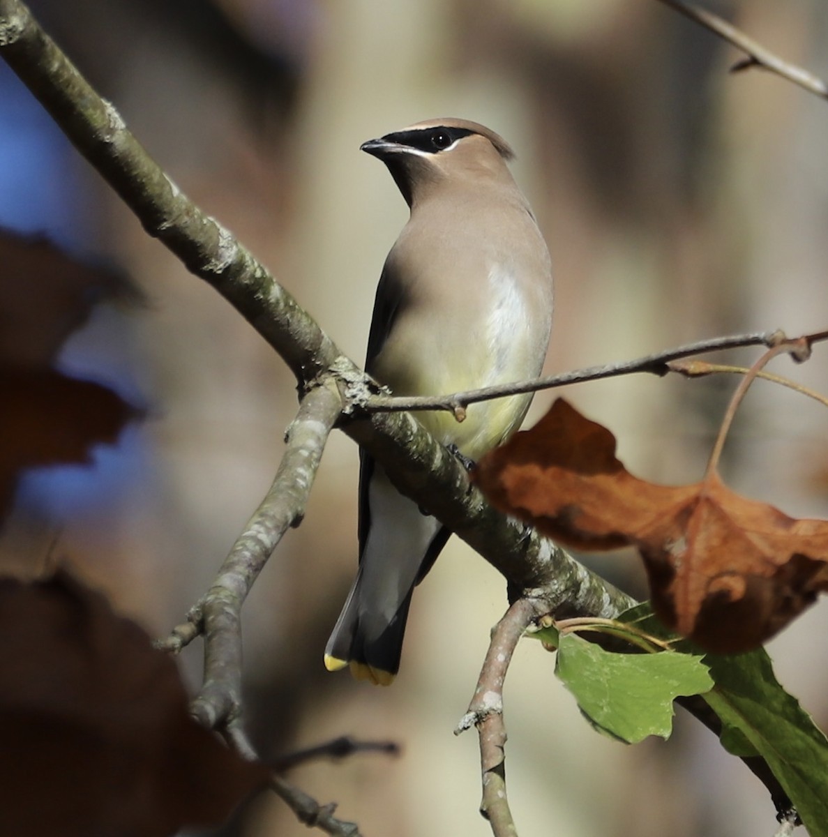 brkoslav americký - ML645129956