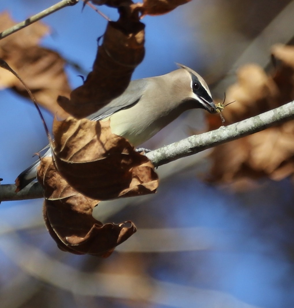 brkoslav americký - ML645129957