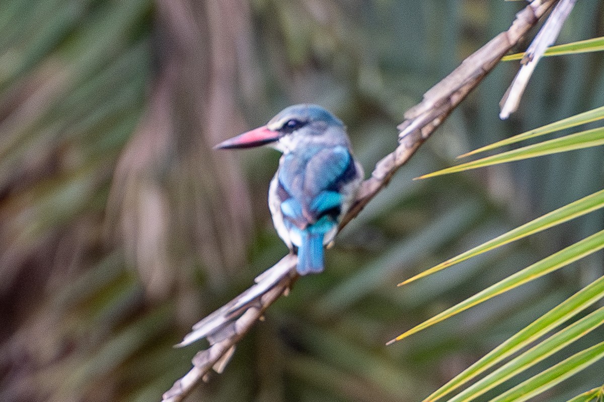 Woodland Kingfisher - ML645129983