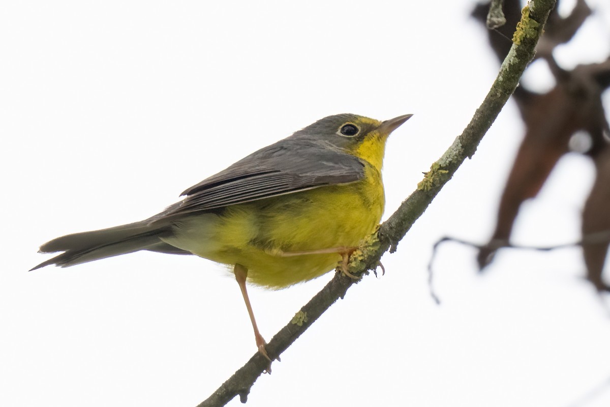 Reinita Canadiense - ML645129990