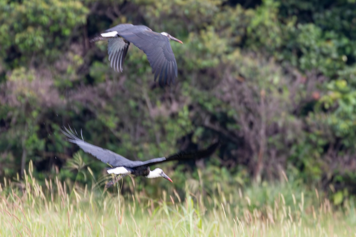 חסידה לבנת-גרון אפריקאית - ML645129991