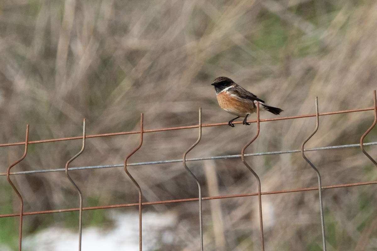 European Stonechat - ML645129993