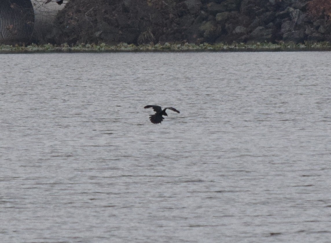 Kolkrabe - ML645130018