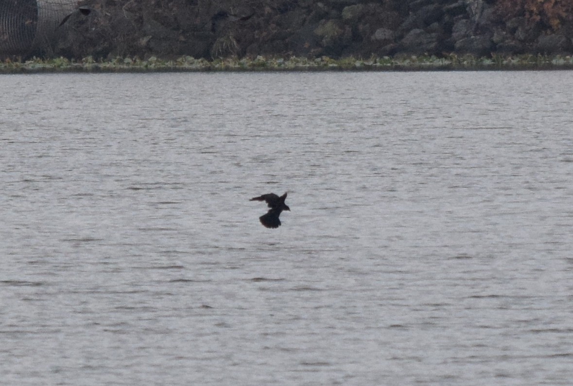 ウオガラス - ML645130019