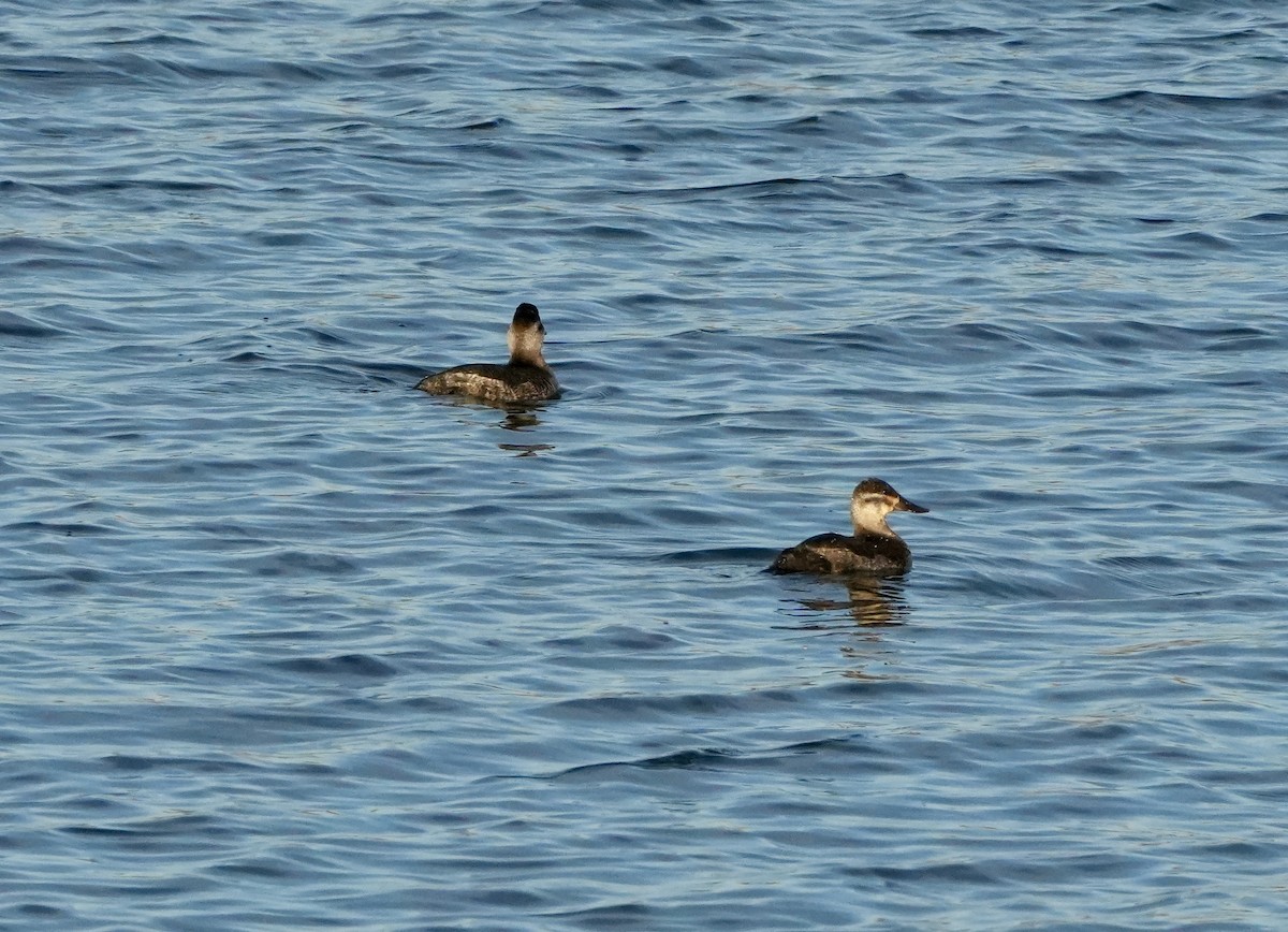 Ruddy Duck - ML645130022
