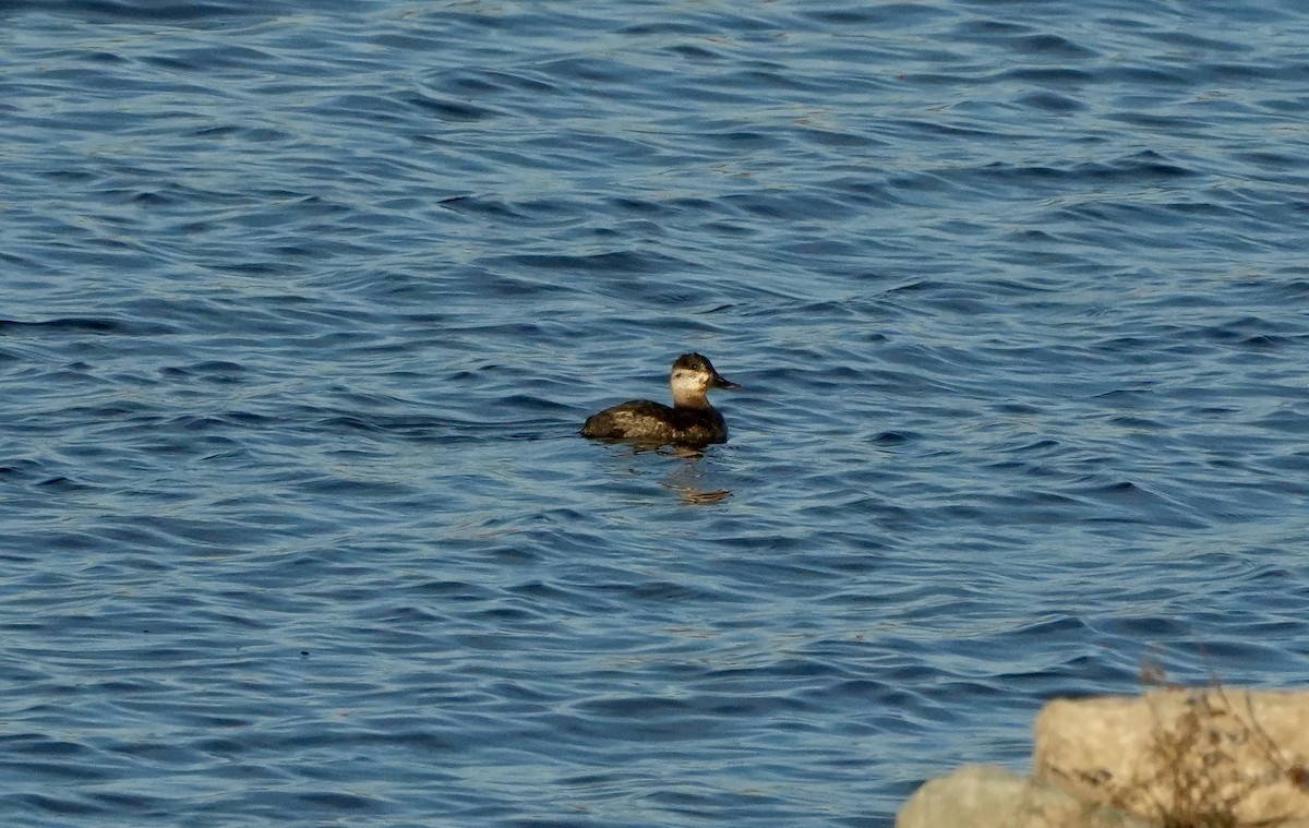 Ruddy Duck - ML645130023