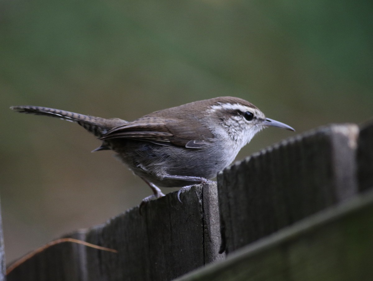 Bewick's Wren - ML645130028