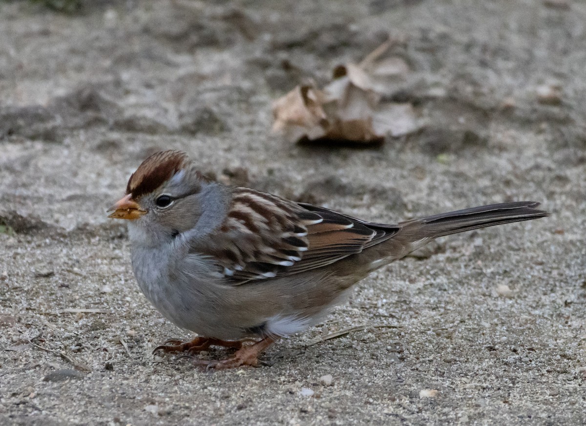 White-crowned Sparrow - ML645130032