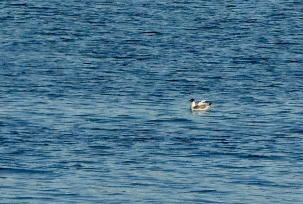Franklin's Gull - ML645130038