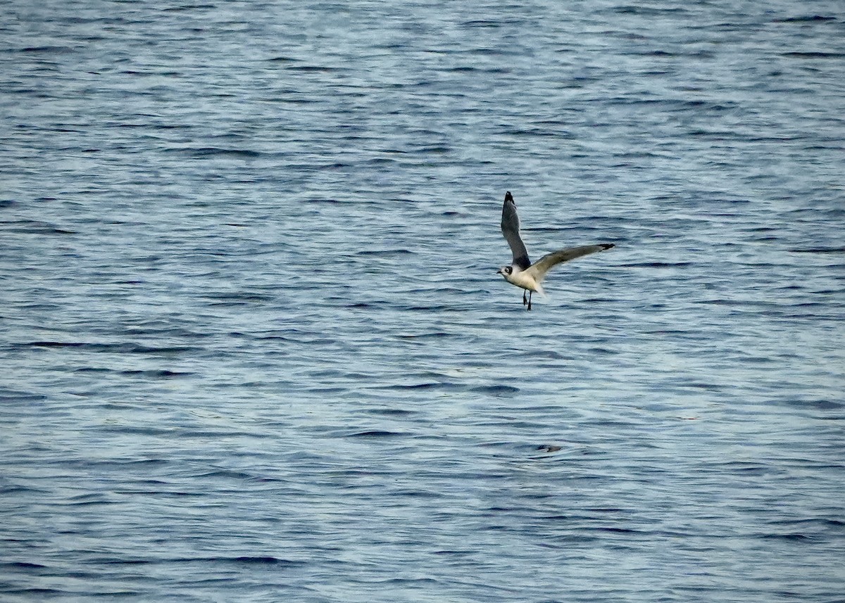 Franklin's Gull - ML645130039