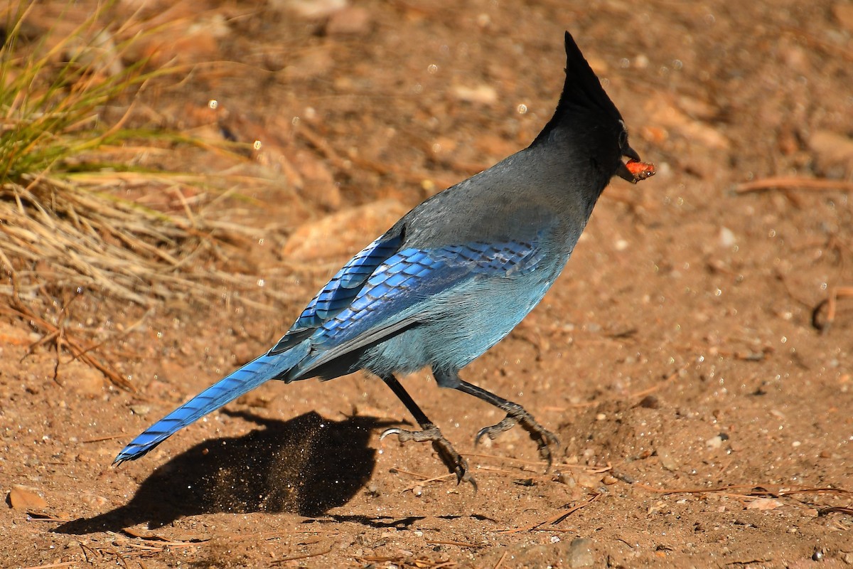 Steller's Jay - ML645130041