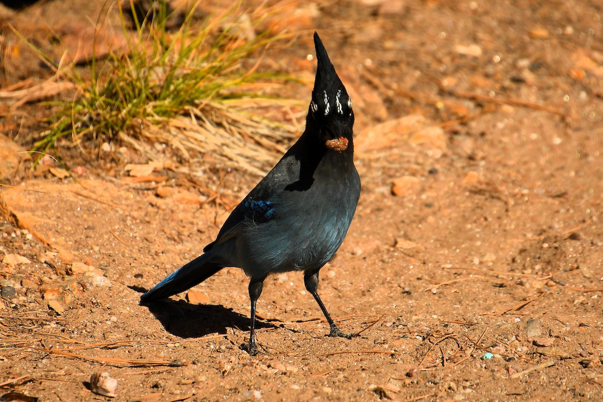 Steller's Jay - ML645130049