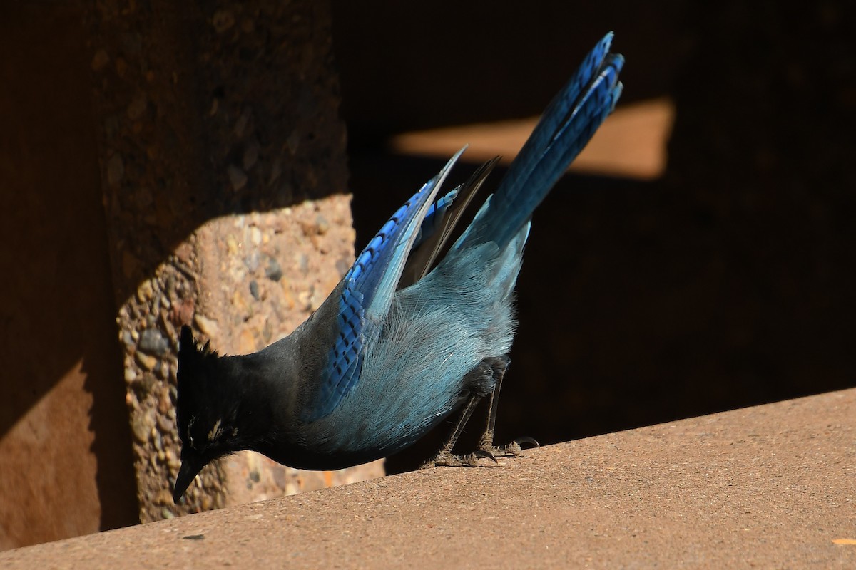 Steller's Jay - ML645130052
