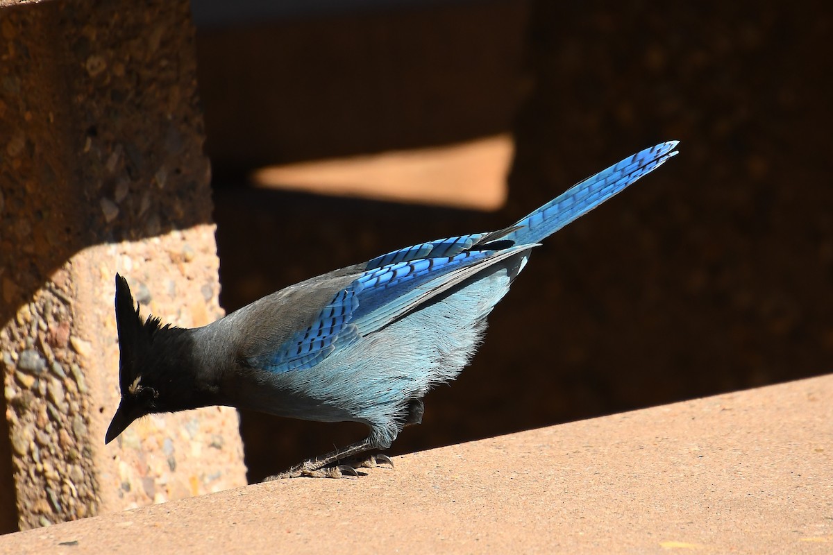 Steller's Jay - ML645130057