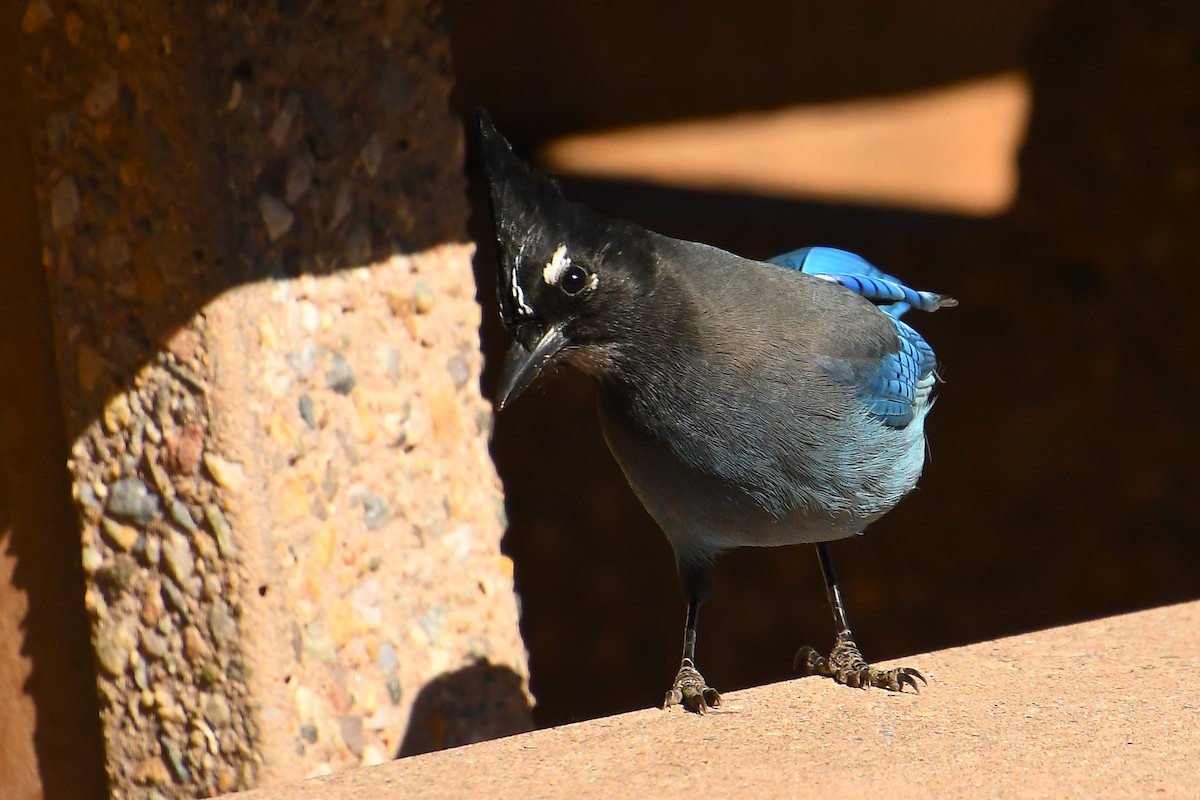Steller's Jay - ML645130059
