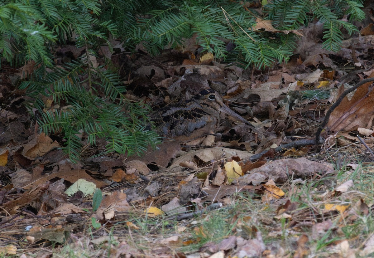 American Woodcock - ML645130070