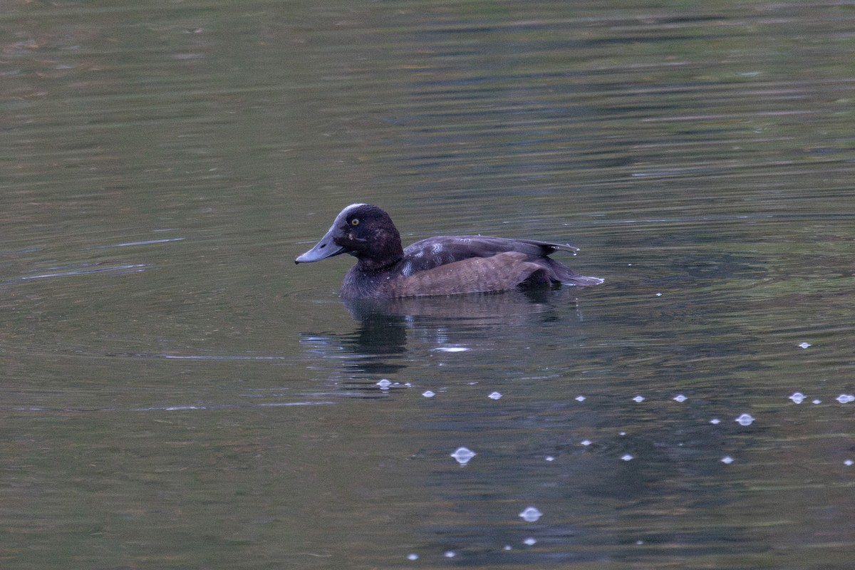 Greater Scaup - ML645130075