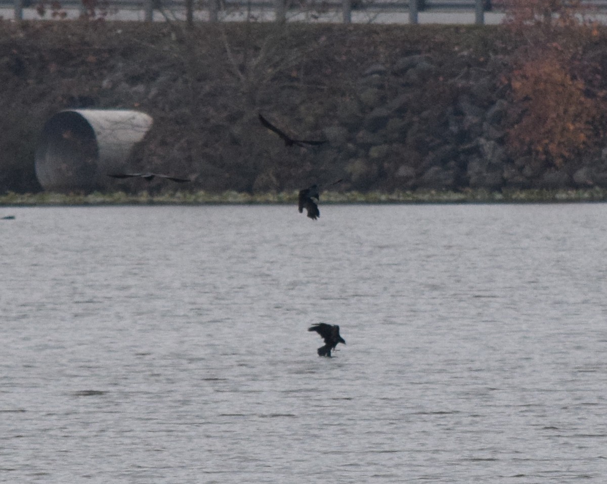 ウオガラス - ML645130081