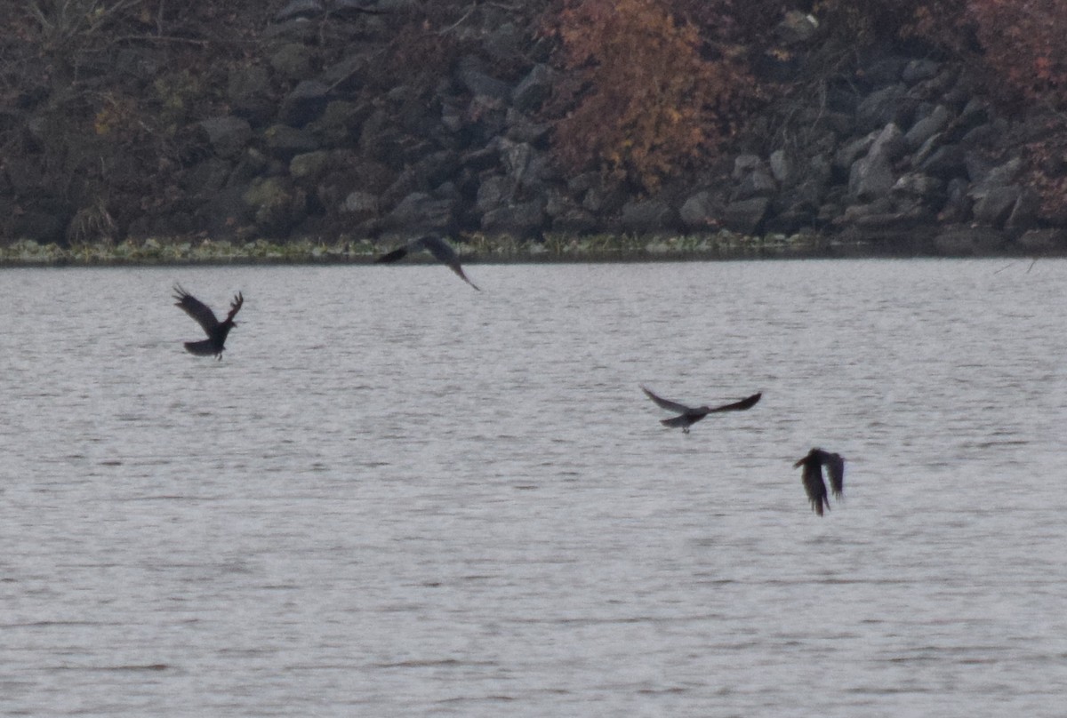 ウオガラス - ML645130082