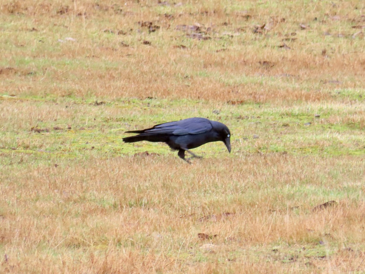 Forest Raven - ML645130085