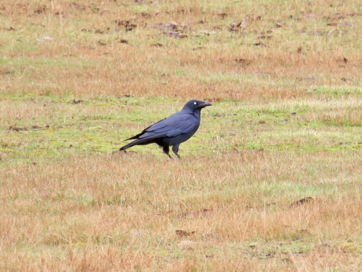 Forest Raven - ML645130086