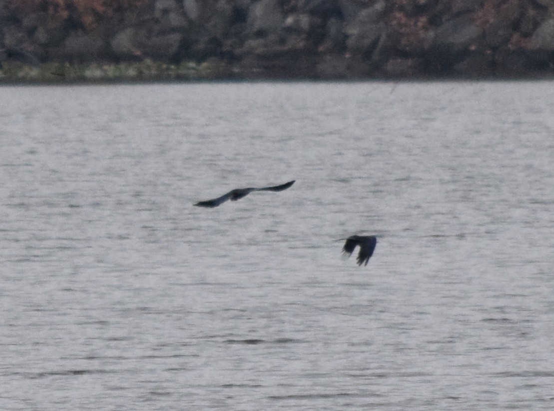 ウオガラス - ML645130091