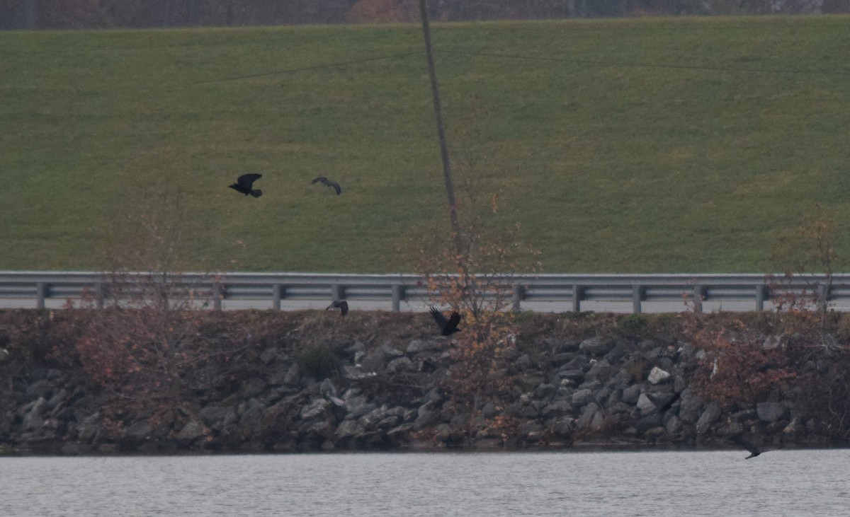 ウオガラス - ML645130092