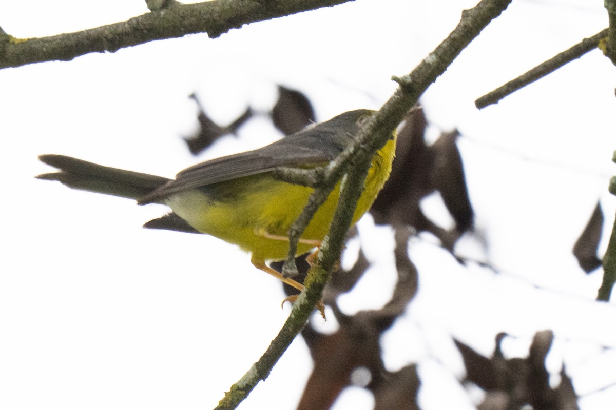 Reinita Canadiense - ML645130110