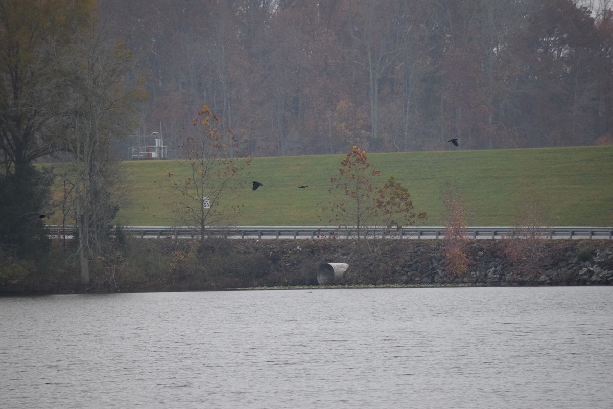 ウオガラス - ML645130115