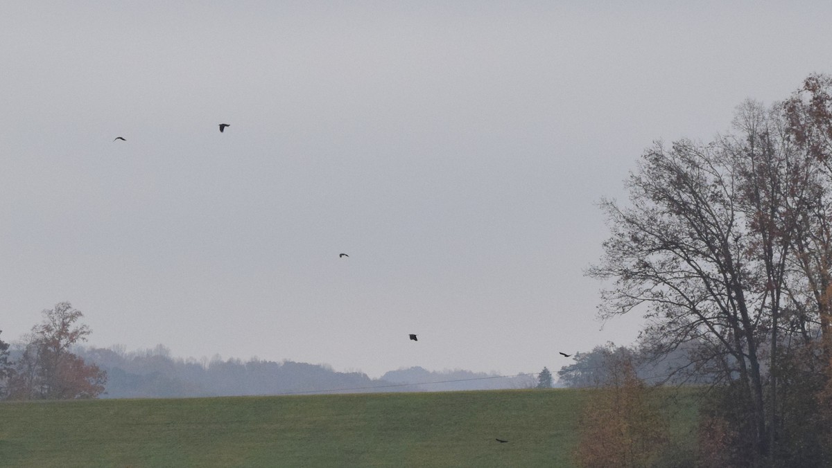 ウオガラス - ML645130121