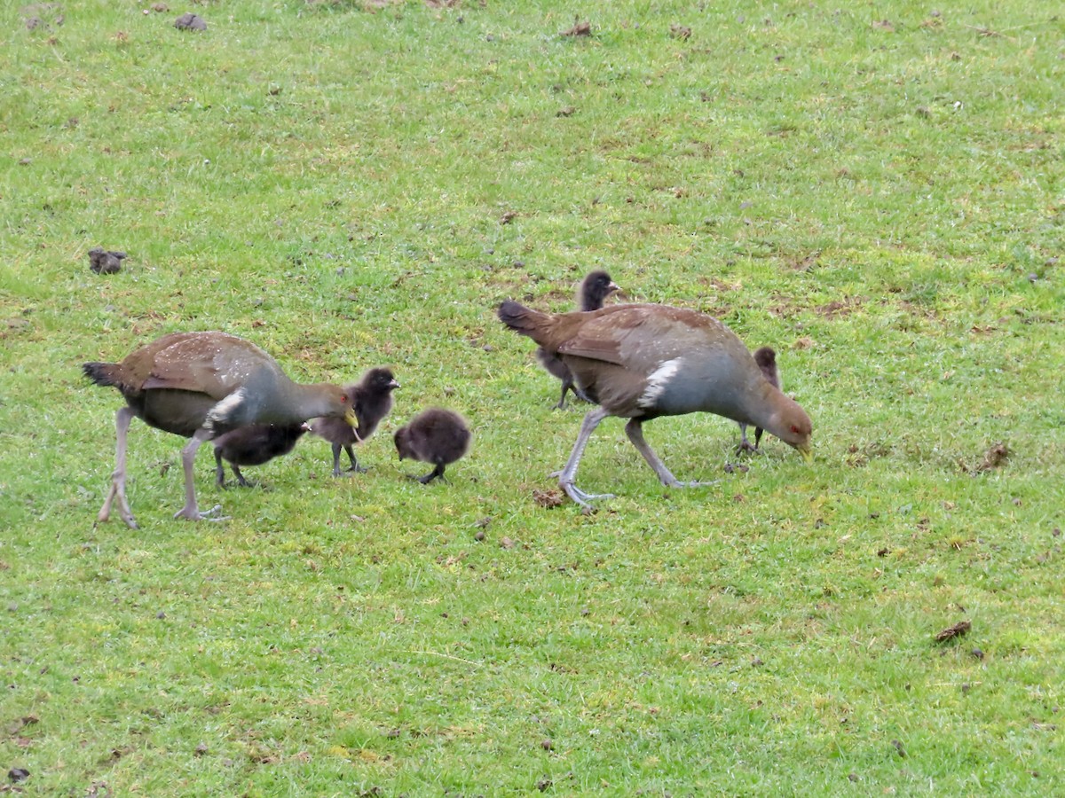 Tasmanian Nativehen - ML645130122