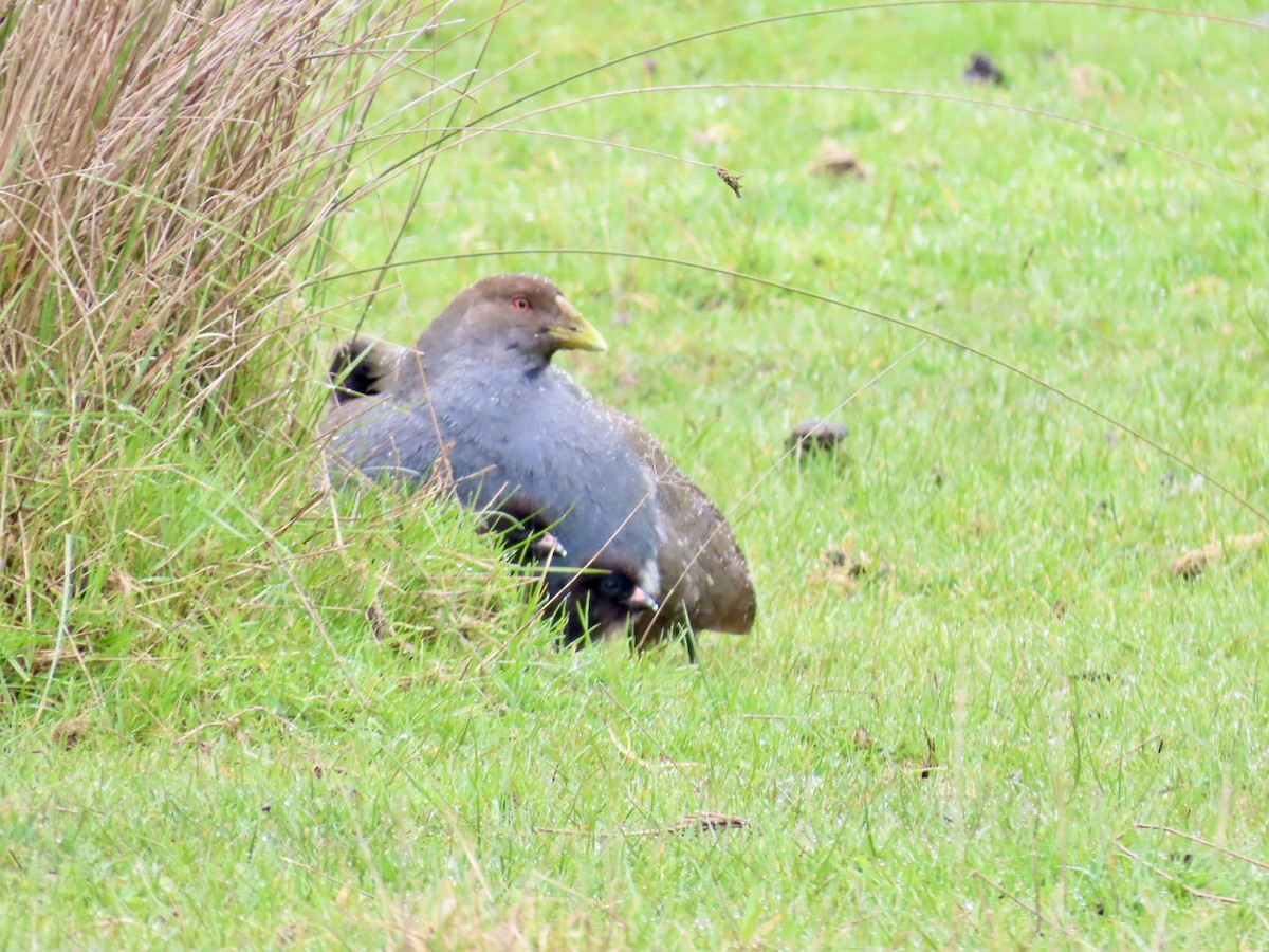Tasmanian Nativehen - ML645130123