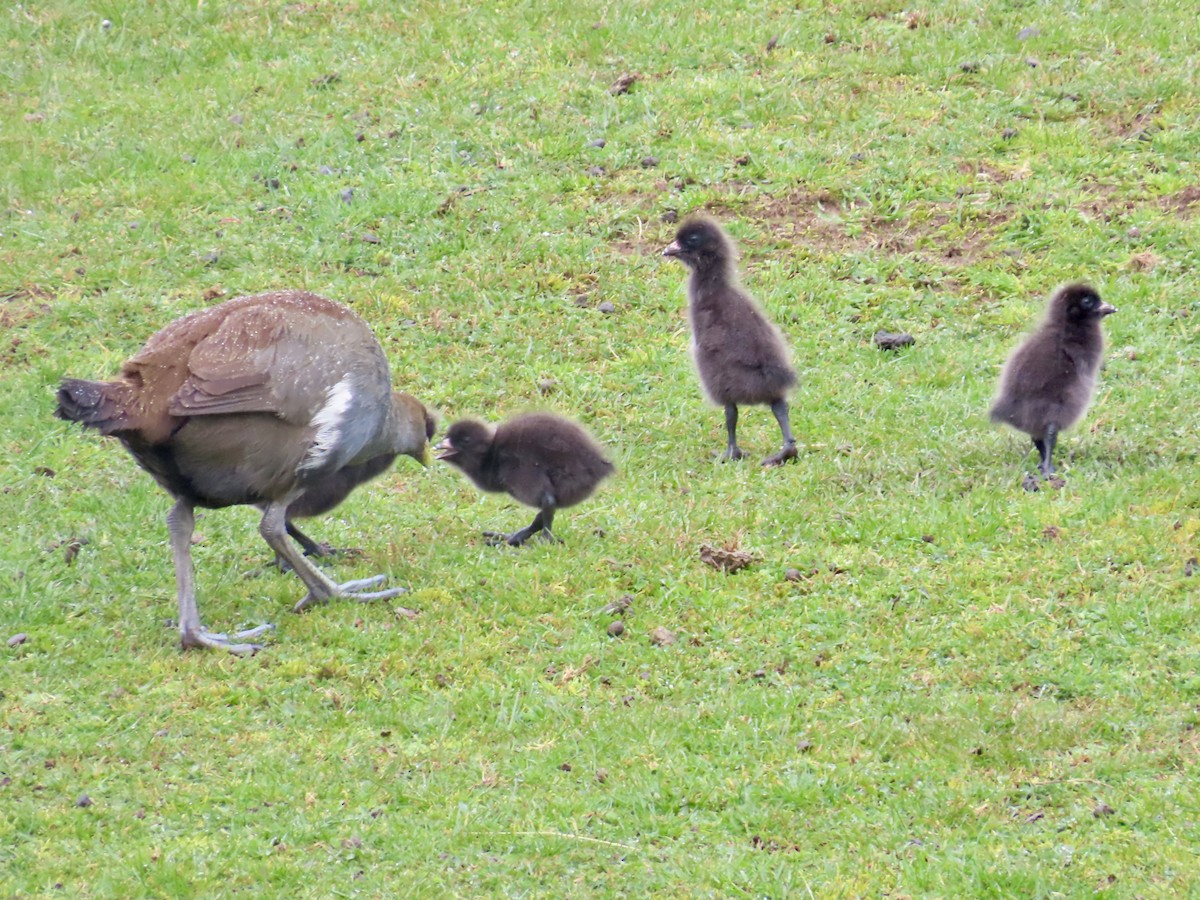 Tasmanian Nativehen - ML645130124
