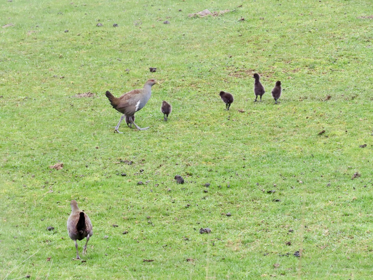 Tasmanian Nativehen - ML645130126