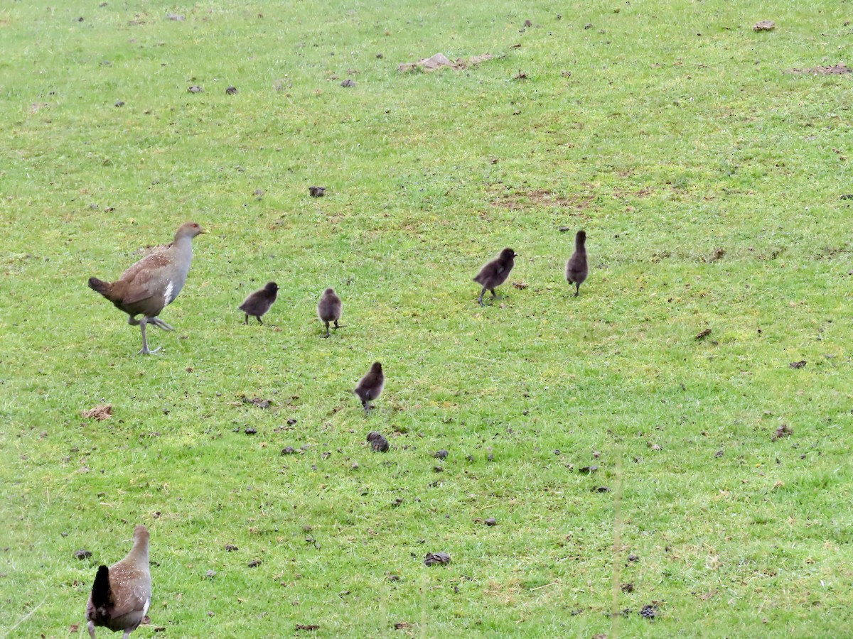 Tasmanian Nativehen - ML645130127