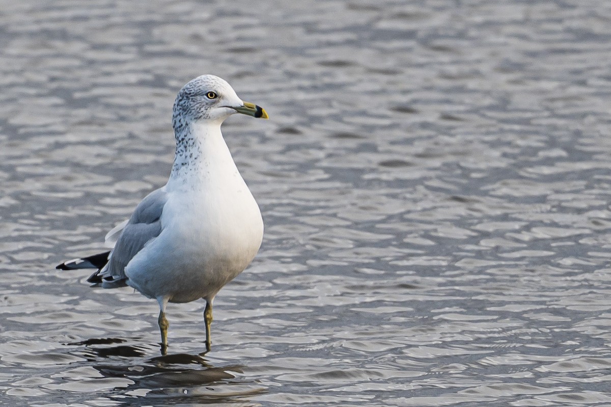 Ring-billed Gull - ML645130131