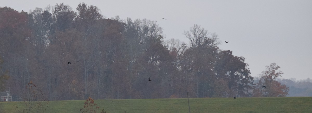 ウオガラス - ML645130144