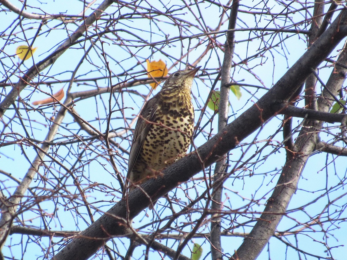 槲鶇 - ML645130153