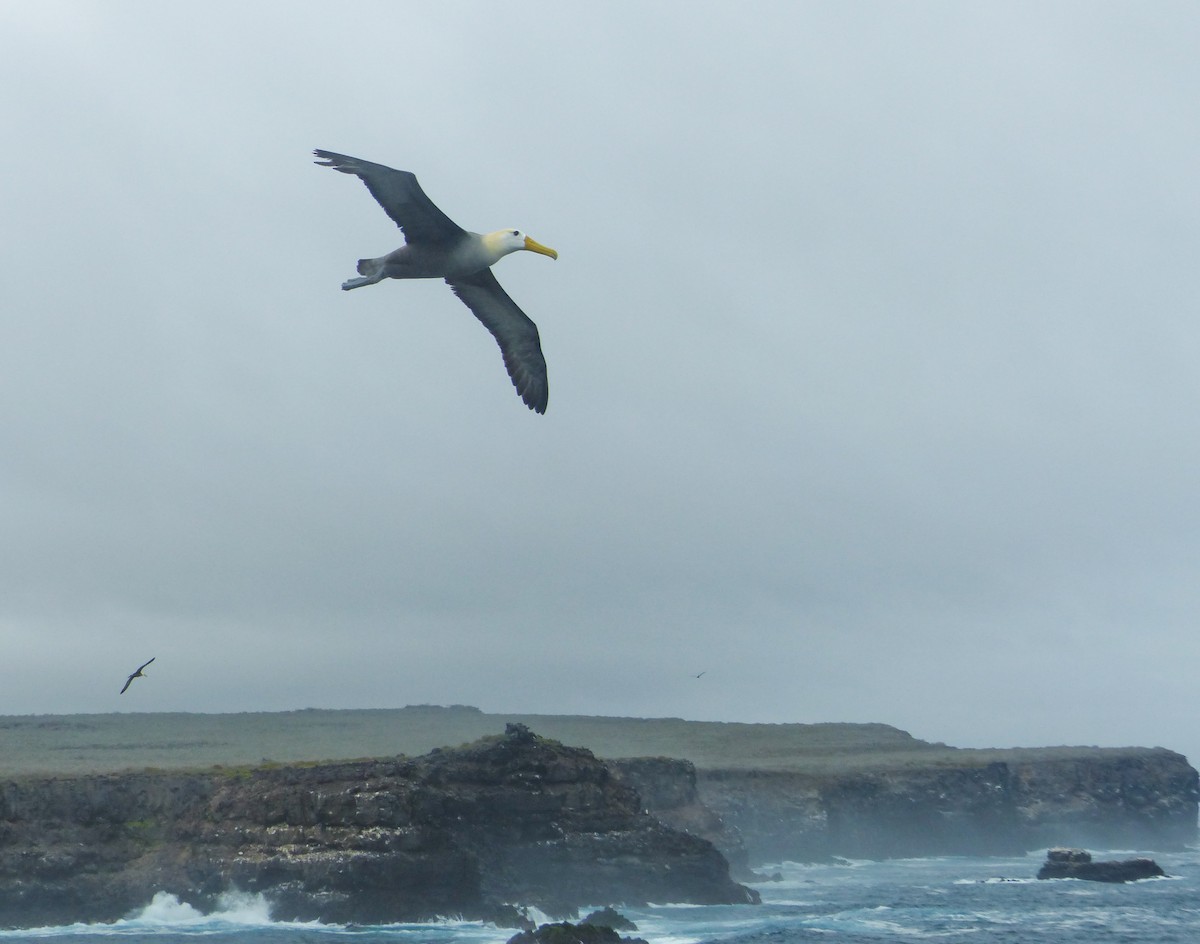 albatros galapážský - ML645130164