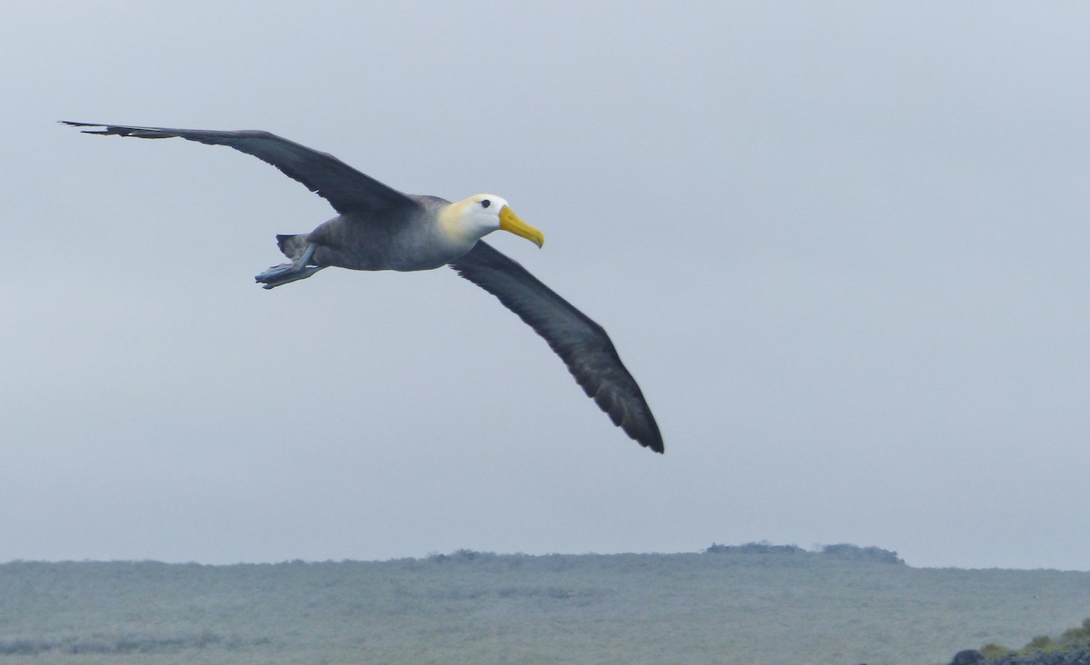 albatros galapážský - ML645130165
