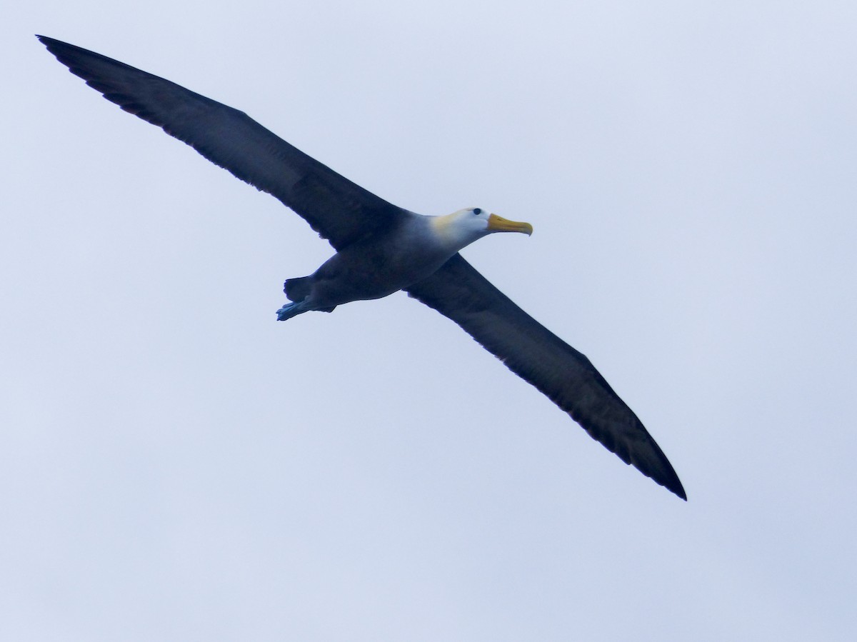 albatros galapážský - ML645130166
