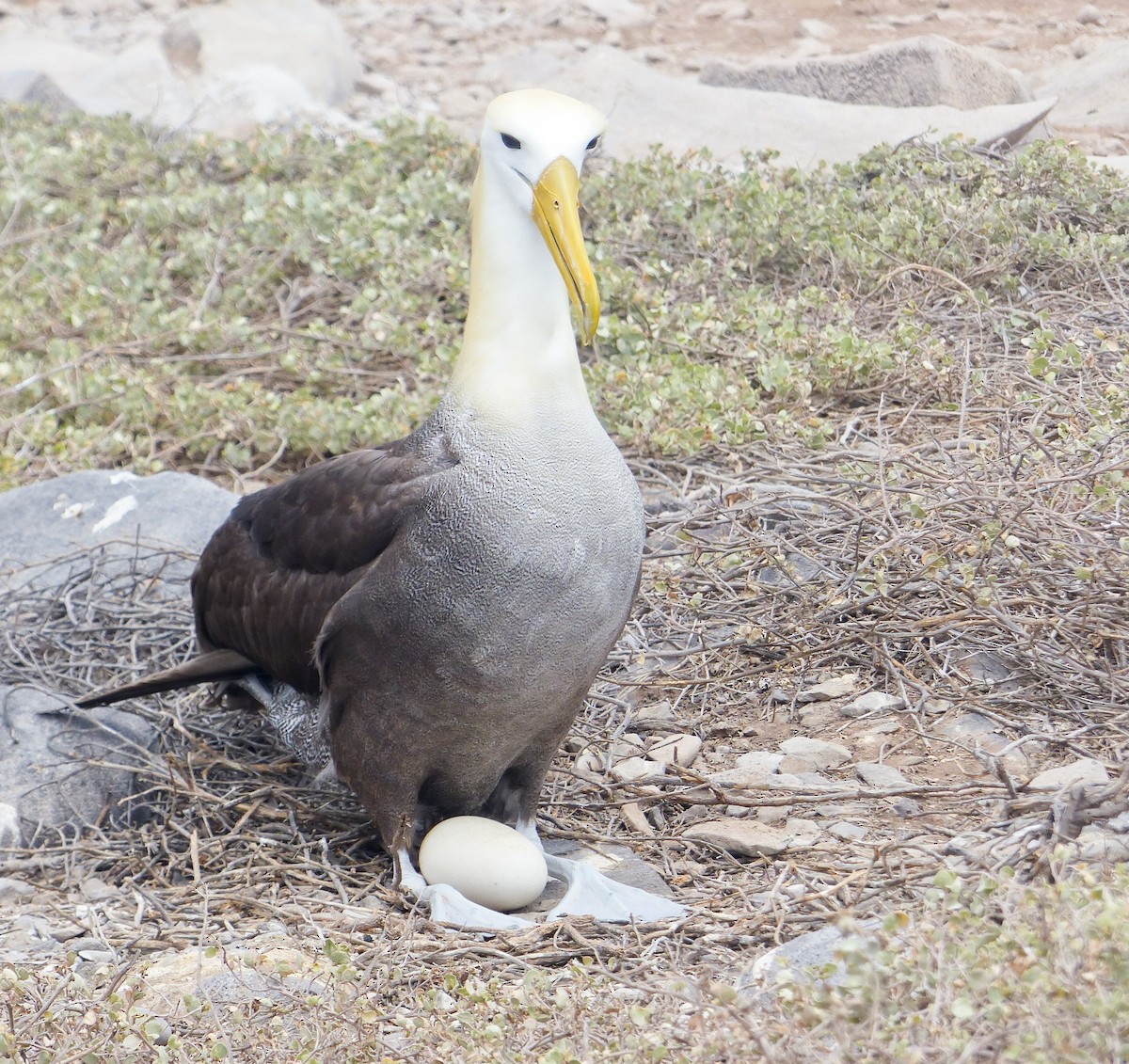 albatros galapážský - ML645130167