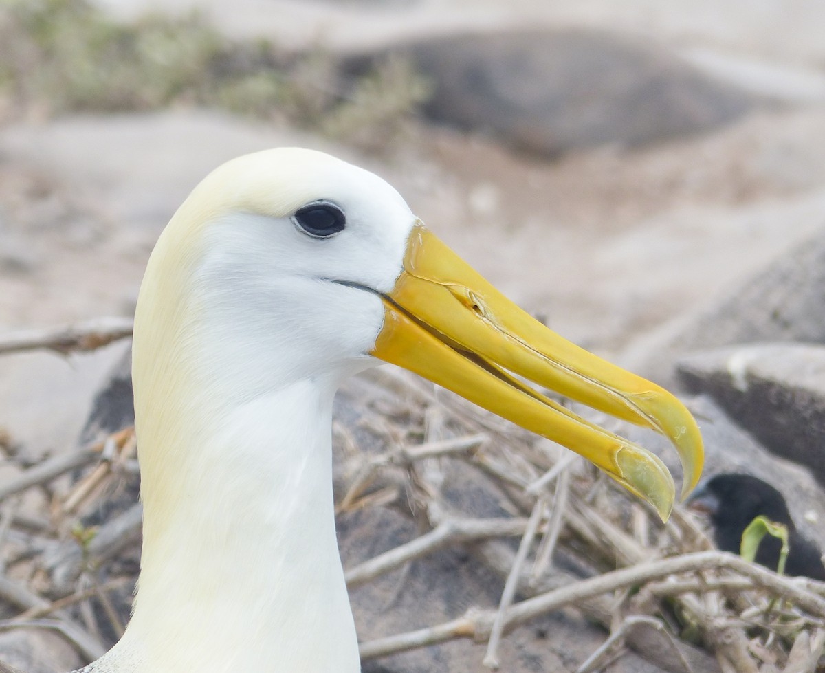 albatros galapážský - ML645130168