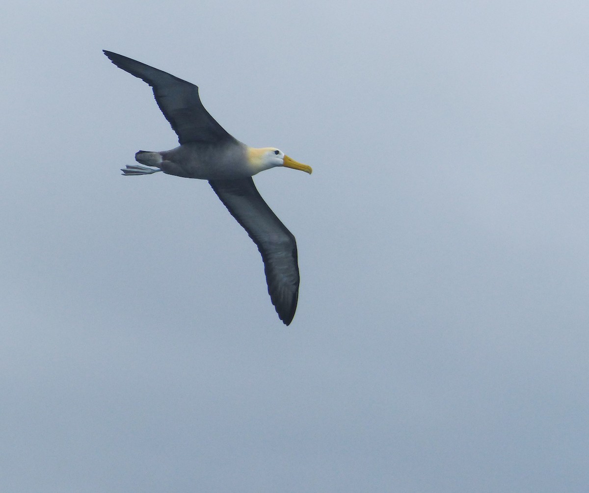 albatros galapážský - ML645130169