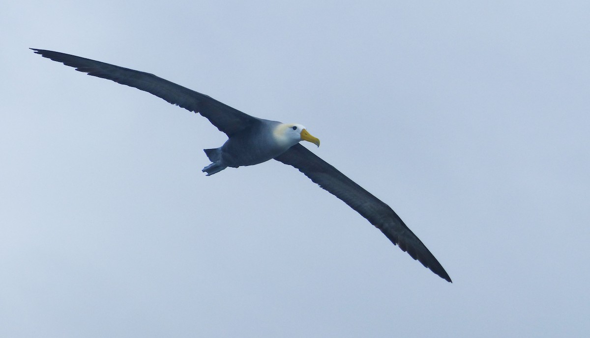 albatros galapážský - ML645130170