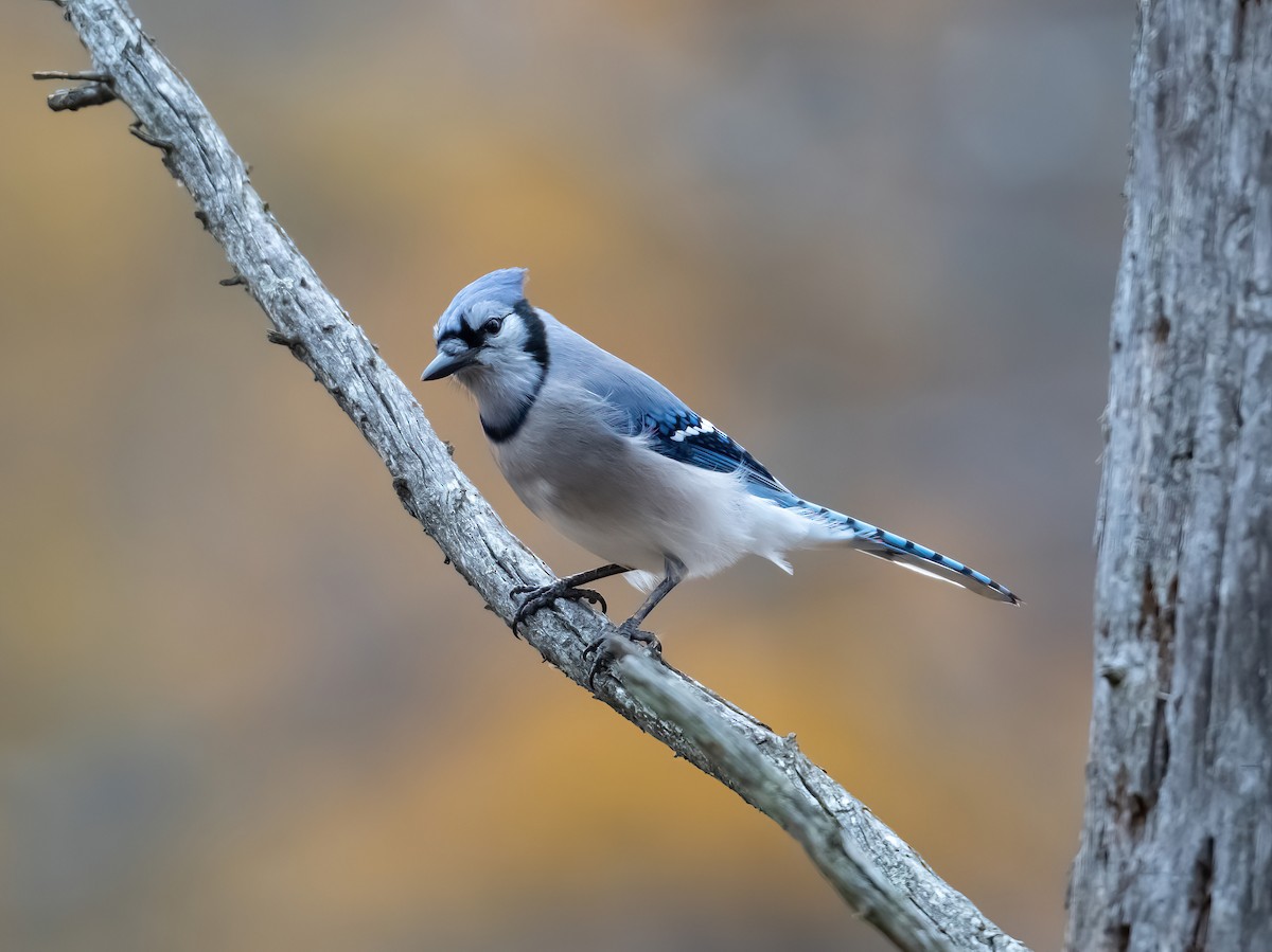Blue Jay - ML645130174