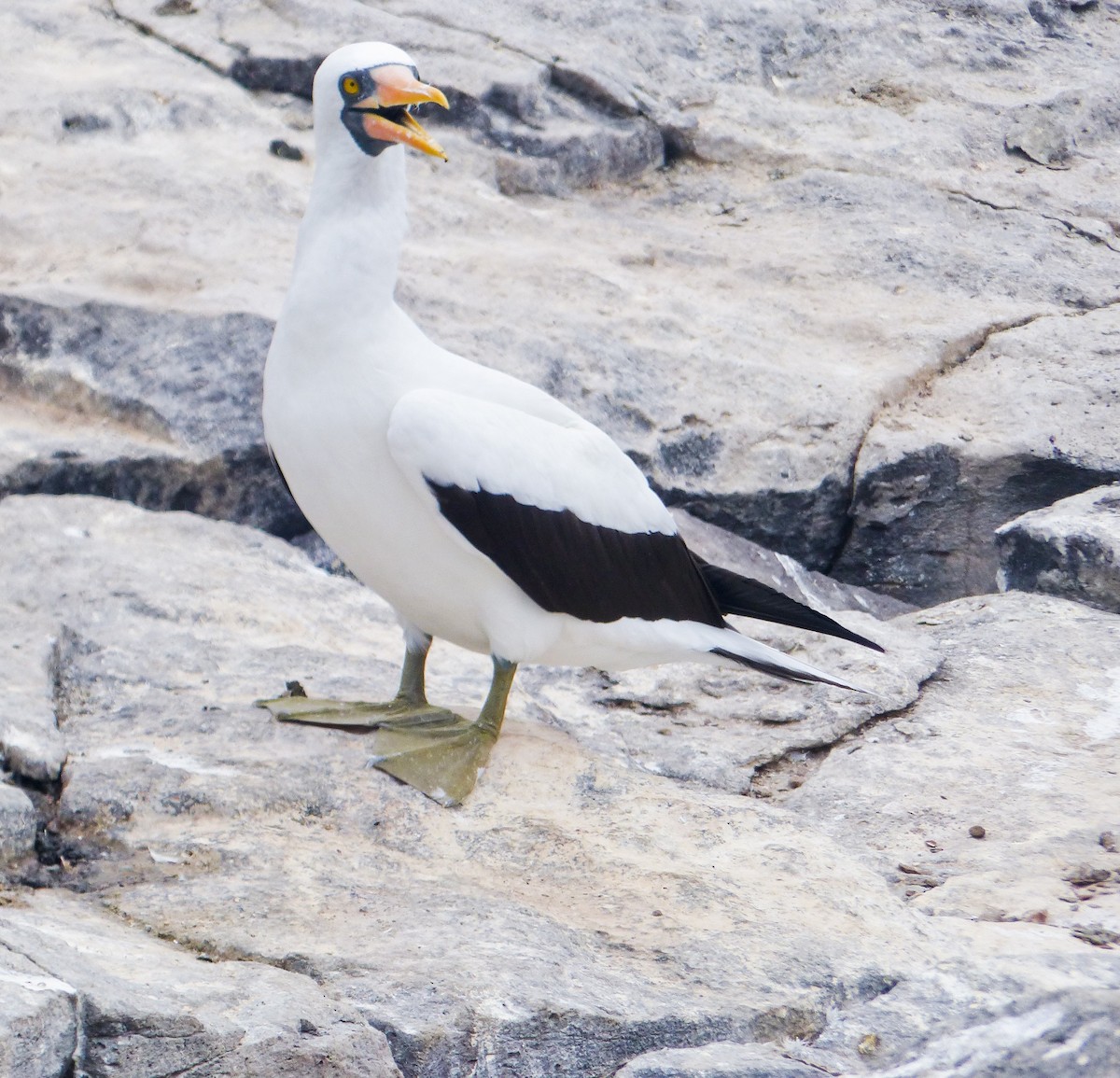 Nazca Booby - ML645130198