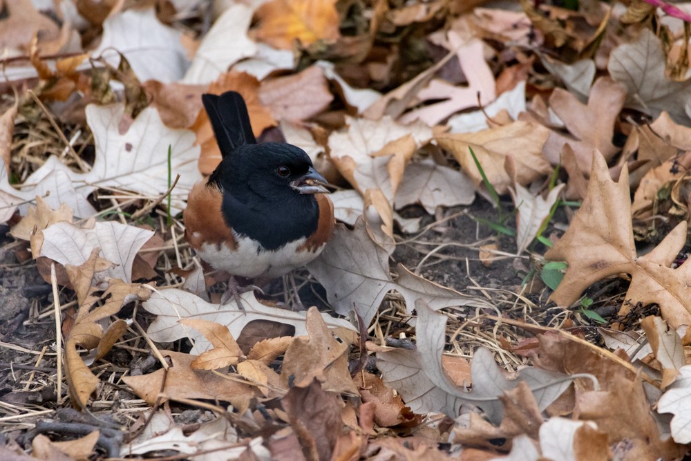 Eastern Towhee - ML645130201
