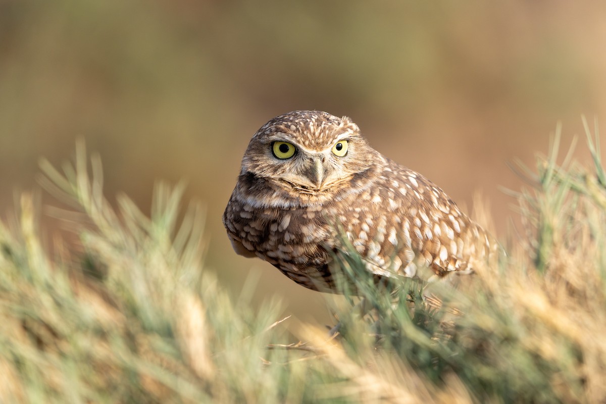 Burrowing Owl - ML645130205